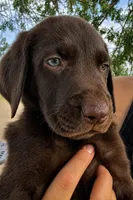 Chocolate Lab Male Green Collar , a male Labrador Retriever for sale in Gold Canyon, AZ – 1 of 1