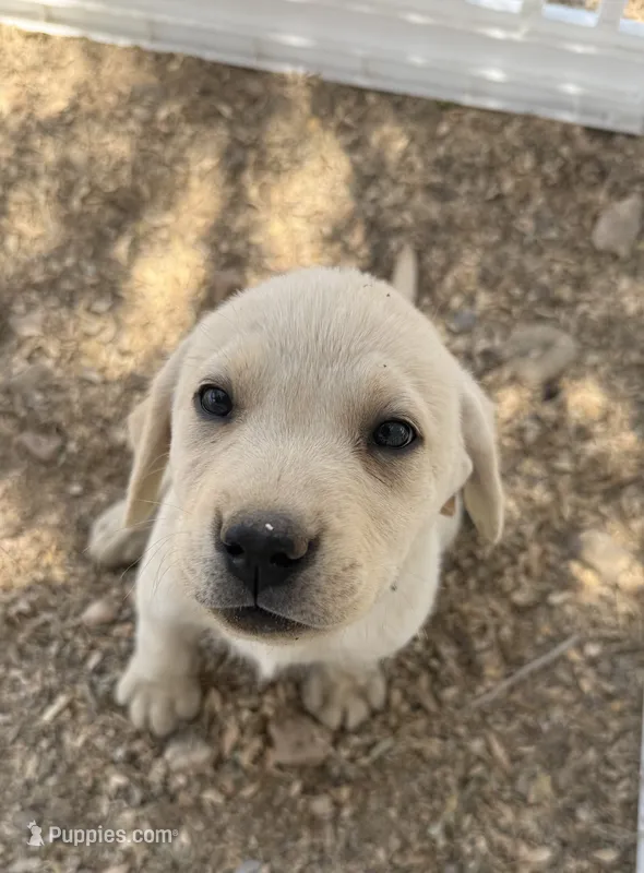 Green Collar  – Labrador Retriever puppy for sale in Gold Canyon, AZ