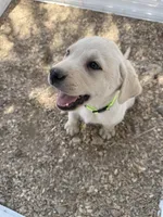 Green Collar , a female Labrador Retriever for sale in Gold Canyon, AZ – 2 of 2