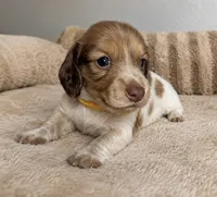 Brooke, a  Miniature Dachshund for sale in Gold Canyon, AZ – 2 of 2