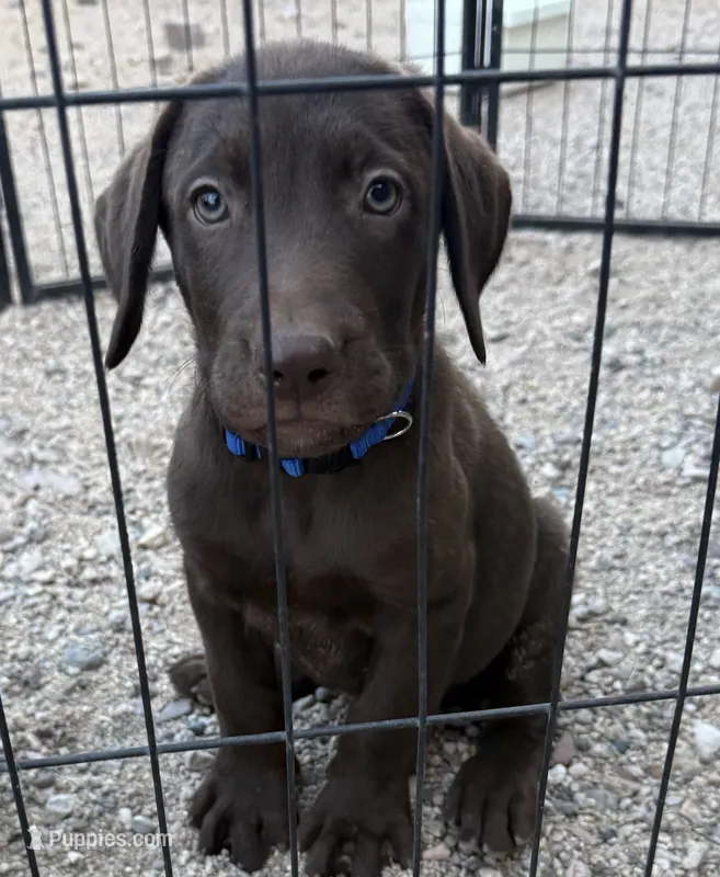 Chocolate Lab Male 1 – Labrador Retriever puppy for sale in Gold Canyon, AZ