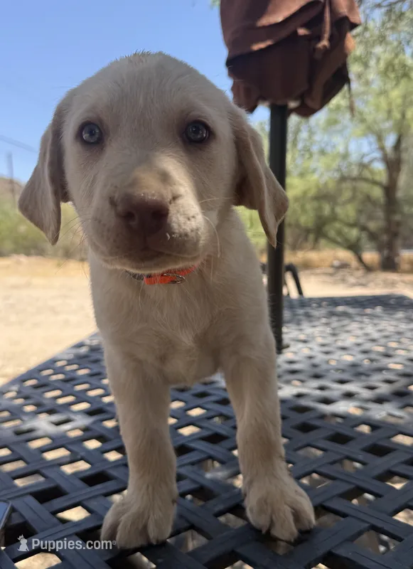 Orange collar , a male Labrador Retriever for sale in Gold Canyon, AZ – 1 of 2