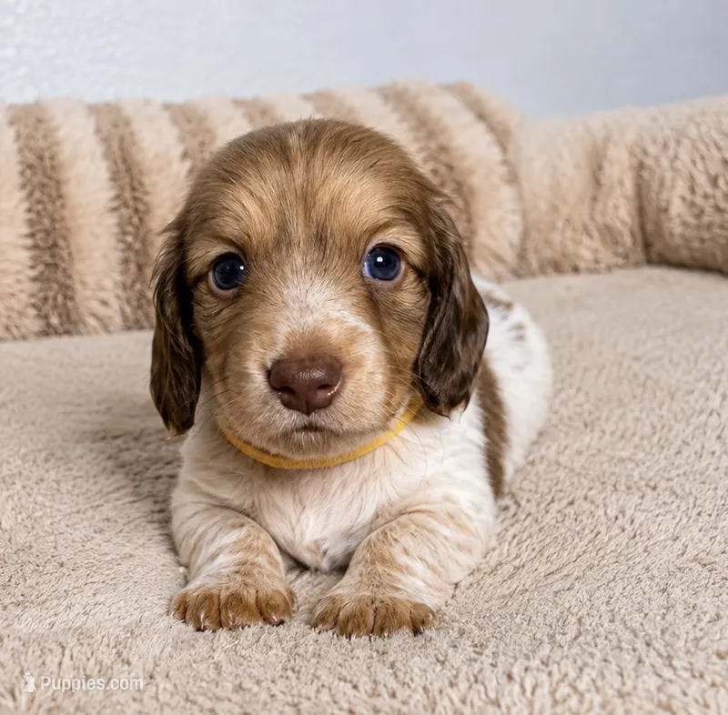 Brooke – Miniature Dachshund puppy for sale in Gold Canyon, AZ