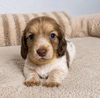Brooke, a  Miniature Dachshund for sale in Gold Canyon, AZ – 1 of 2