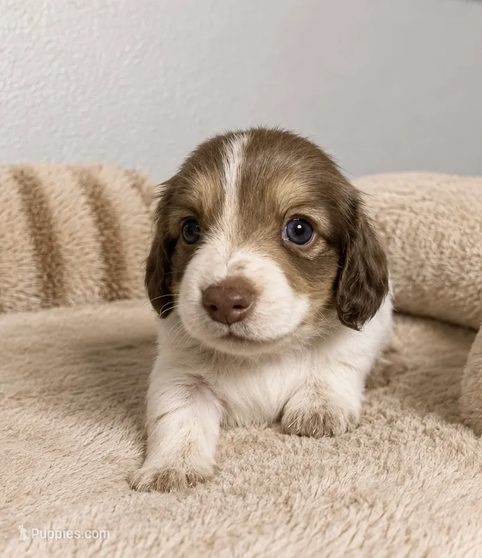 Peyton  – Miniature Dachshund puppy for sale in Gold Canyon, AZ
