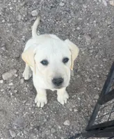 Pink Collar , a female Labrador Retriever for sale in Gold Canyon, AZ – 1 of 2