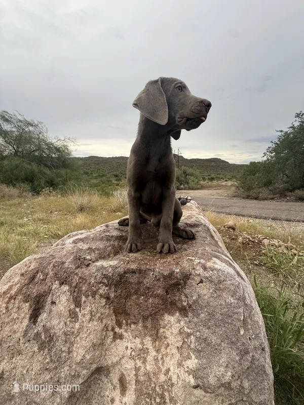 Silver Male Lab  – Labrador Retriever puppy for sale in Gold Canyon, AZ