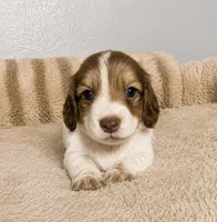 Peyton , a  Miniature Dachshund for sale in Gold Canyon, AZ – 2 of 2