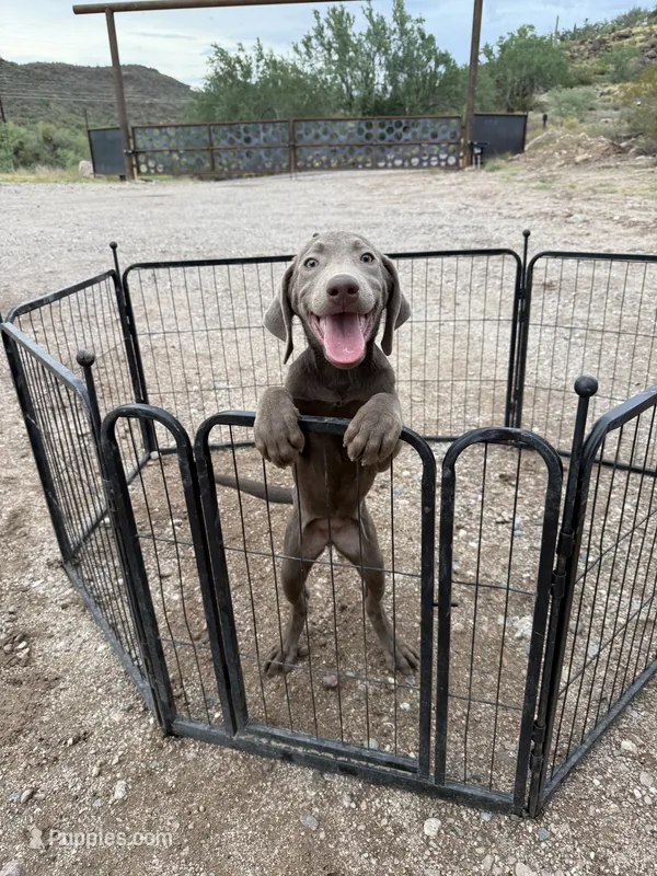 Silver lab Female  – Labrador Retriever puppy for sale in Gold Canyon, AZ