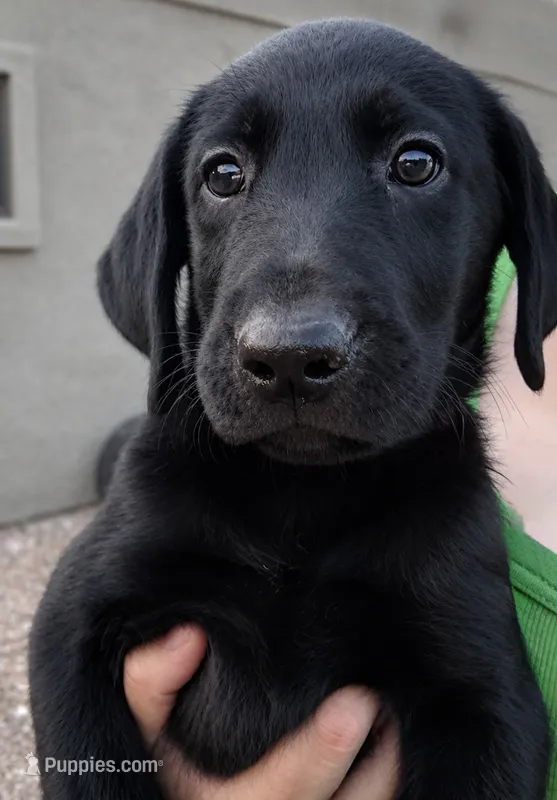 Black Female Lab  – Labrador Retriever puppy for sale in Gold Canyon, AZ