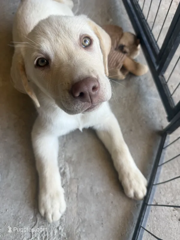 Orange collar  – Labrador Retriever puppy for sale in Gold Canyon, AZ