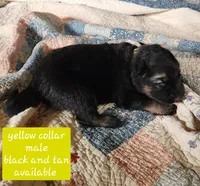 Akc yellow collar black and tan, a male German Shepherd Dog for sale in New Vienna, OH – 2 of 6