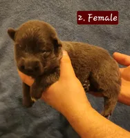 2. BLUE FEMALE, a female German Shepherd Dog for sale in New Vienna, OH – Photo 1 of 5