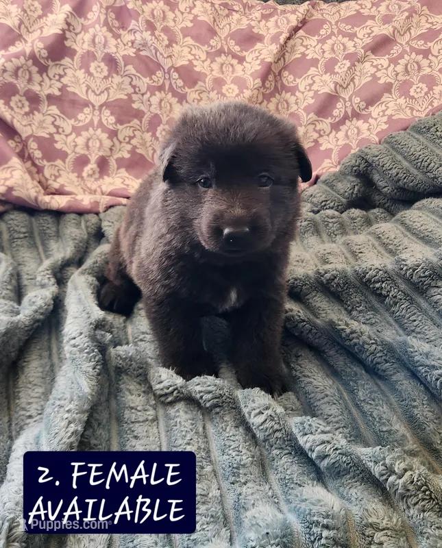 2. BLUE FEMALE – German Shepherd Dog puppy for sale in New Vienna, OH