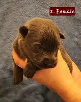 2. BLUE FEMALE, a female German Shepherd Dog for sale in New Vienna, OH – Photo 2 of 5