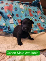 Akc green male, a male German Shepherd Dog for sale in New Vienna, OH – Photo 2 of 4