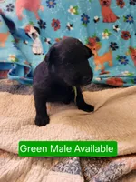 Akc green male, a male German Shepherd Dog for sale in New Vienna, OH – Photo 4 of 4