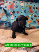 Akc green male, a male German Shepherd Dog for sale in New Vienna, OH – Photo 1 of 4