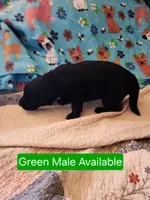 Akc green male, a male German Shepherd Dog for sale in New Vienna, OH – Photo 3 of 4
