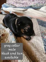 Akc grey collar black and tan, a male German Shepherd Dog for sale in New Vienna, OH – 1 of 6
