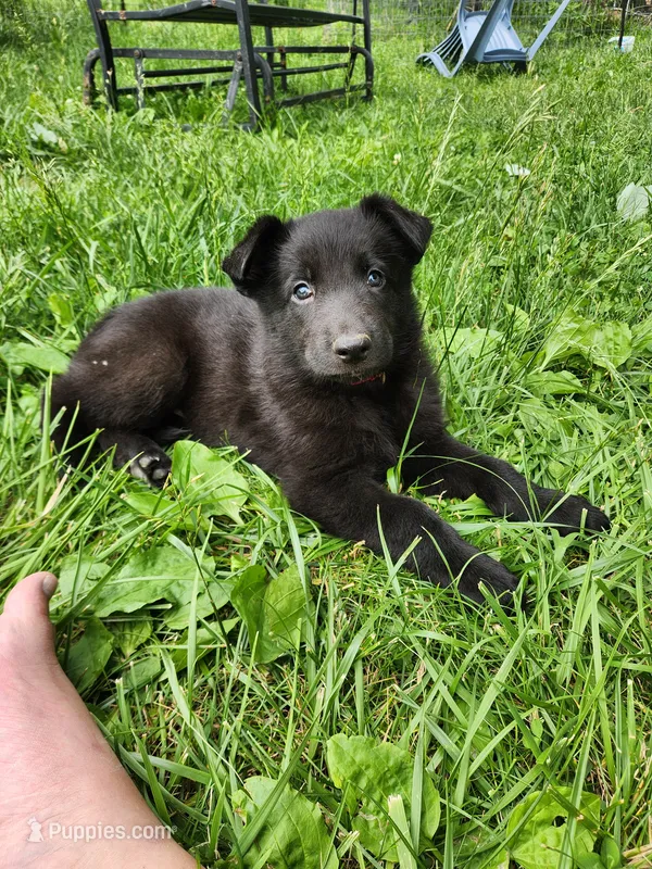 Akc Pink female short hair  – German Shepherd Dog puppy for sale in New Vienna, OH