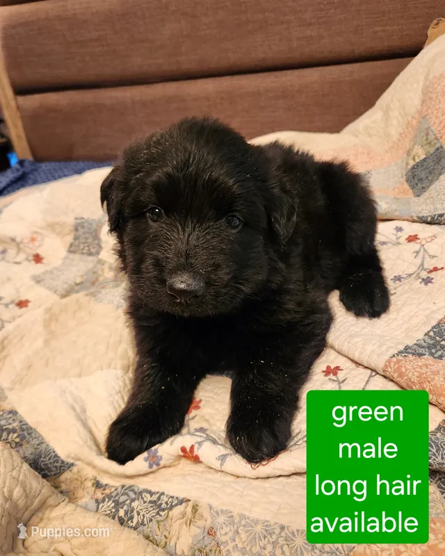 Akc green male long hair – German Shepherd Dog puppy for sale in New Vienna, OH