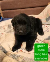 Akc green male long hair, a male German Shepherd Dog for sale in New Vienna, OH – 1 of 6