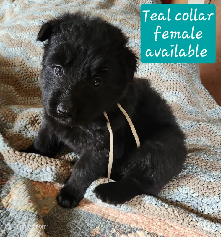 Akc Teal collar Black – German Shepherd Dog puppy for sale in New Vienna, OH