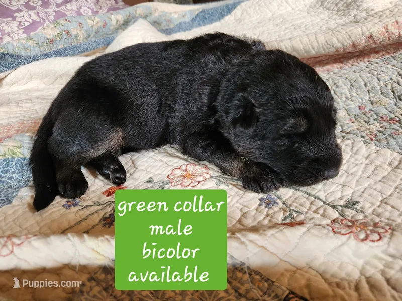 Akc green collar bicolor – German Shepherd Dog puppy for sale in New Vienna, OH