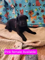 Akc Pink female, a female German Shepherd Dog for sale in New Vienna, OH – Photo 3 of 5