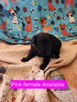 Akc Pink female, a female German Shepherd Dog for sale in New Vienna, OH – Photo 5 of 5