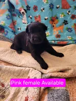 Akc Pink female, a female German Shepherd Dog for sale in New Vienna, OH – Photo 2 of 5