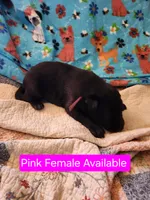 Akc Pink female, a female German Shepherd Dog for sale in New Vienna, OH – Photo 1 of 5