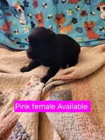 Akc Pink female, a female German Shepherd Dog for sale in New Vienna, OH – Photo 4 of 5