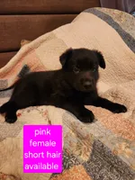 Akc Pink female short hair , a female German Shepherd Dog for sale in New Vienna, OH – 4 of 6