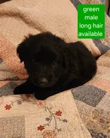 Akc green male long hair, a male German Shepherd Dog for sale in New Vienna, OH – 3 of 6