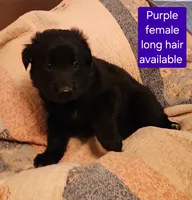 Akc purple female long hair, a female German Shepherd Dog for sale in New Vienna, OH – 2 of 6