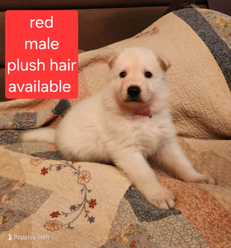 Akc red male plush hair – German Shepherd Dog puppy for sale in New Vienna, OH