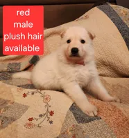 Akc red male plush hair, a male German Shepherd Dog for sale in New Vienna, OH – 1 of 6