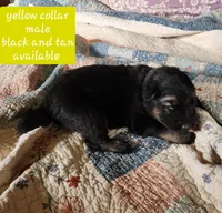 Akc yellow collar black and tan, a male German Shepherd Dog for sale in New Vienna, OH – 3 of 6