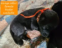 Akc Orange collar bicolor, a female German Shepherd Dog for sale in New Vienna, OH – 2 of 6