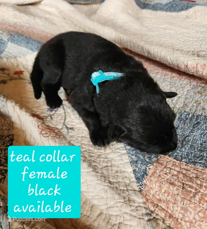 Akc Teal collar Black – German Shepherd Dog puppy for sale in New Vienna, OH