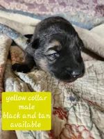 Akc yellow collar black and tan, a male German Shepherd Dog for sale in New Vienna, OH – 4 of 6