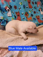 Akc blue male, a male German Shepherd Dog for sale in New Vienna, OH – Photo 2 of 4