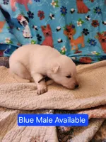 Akc blue male, a male German Shepherd Dog for sale in New Vienna, OH – Photo 3 of 4
