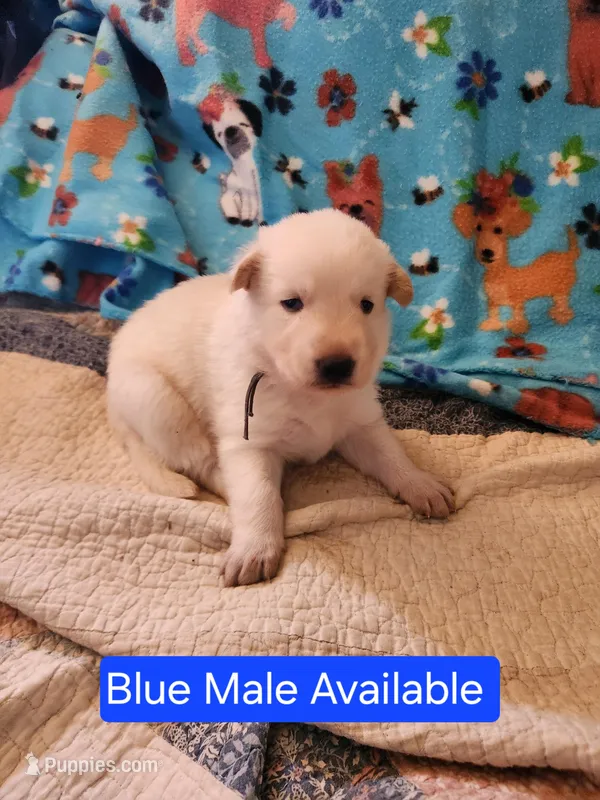 Akc blue male – German Shepherd Dog puppy for sale in New Vienna, OH