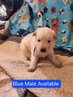 Akc blue male, a male German Shepherd Dog for sale in New Vienna, OH – Photo 4 of 4