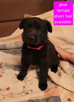 Akc Pink female short hair , a female German Shepherd Dog for sale in New Vienna, OH – 3 of 6