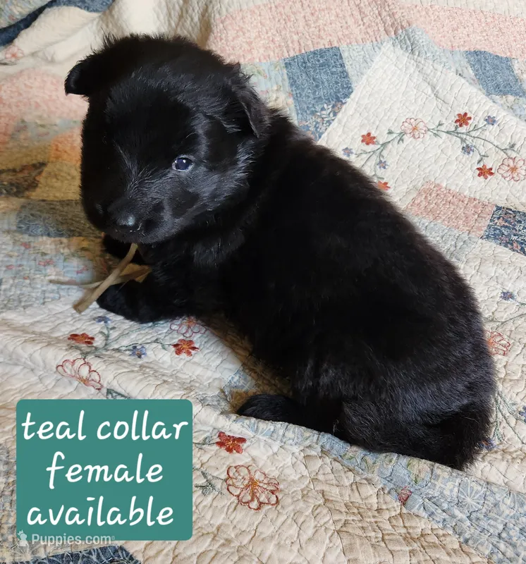 Akc Teal collar Black – German Shepherd Dog puppy for sale in New Vienna, OH