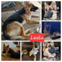 Akc green collar bicolor, a male German Shepherd Dog for sale in New Vienna, OH – 5 of 6